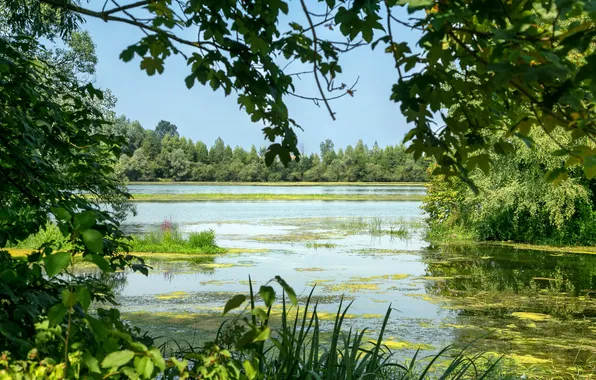 Picture trees, branches, river, the reeds, Germany, Bayern, the bushes, Mamming