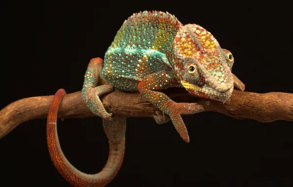 Picture chameleon, color, branch, tail