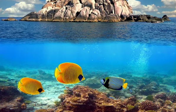 Ocean, water, fish, coral reef, underwater world