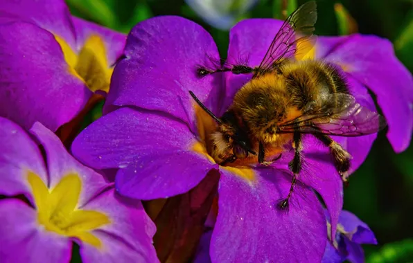 Macro, flowers, insect, bumblebee, Primula