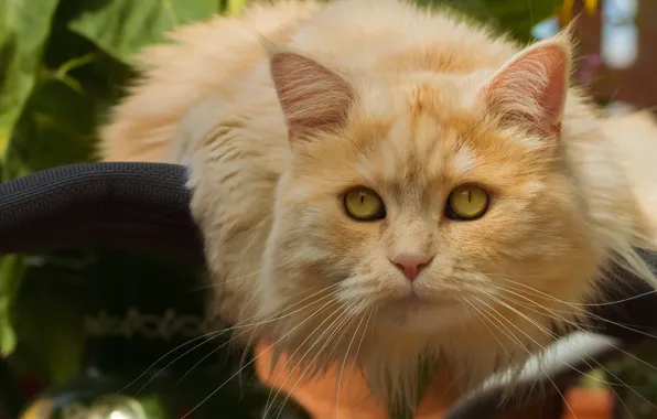 Cat, look, portrait, red cat