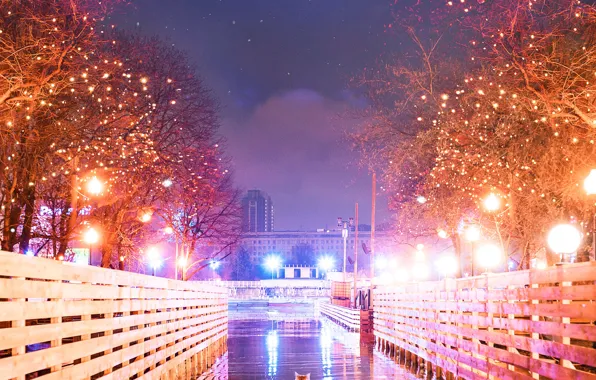 Road, cat, the sky, cat, trees, night, the city, lights