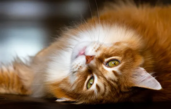 Picture cat, look, muzzle, red