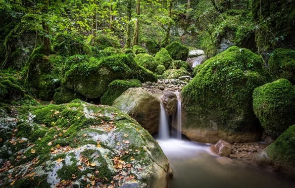 Picture greens, forest, water, stones, moss