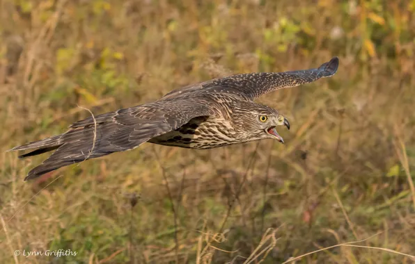 Grass, the sun, flight, nature, bird, wings, predator, beak