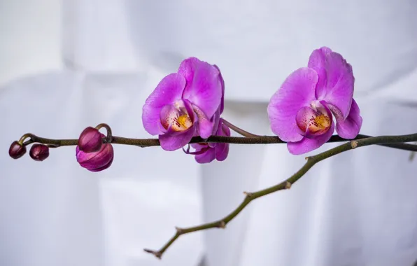 Picture macro, flowers, pink, branch, petals, orchids