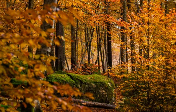 Autumn, forest, trees, stone