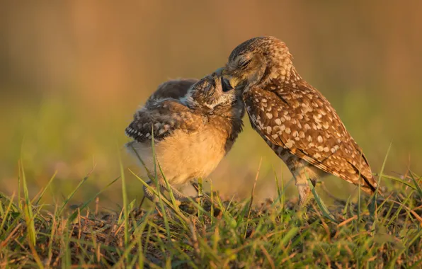 Grass, birds, pose, beak, owls, a couple, Duo, owls