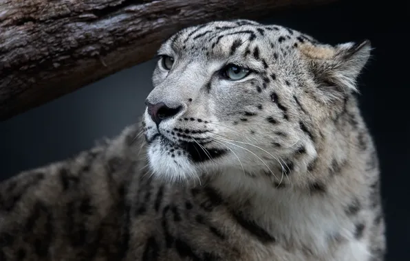Picture look, face, portrait, IRBIS, snow leopard, black background, wild cat