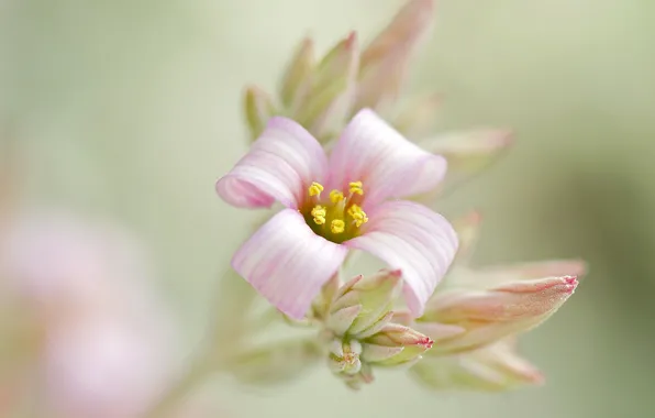 Flower, background, pink, branch, buds, inflorescence