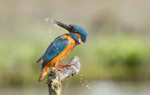 Bird, branch, Kingfisher
