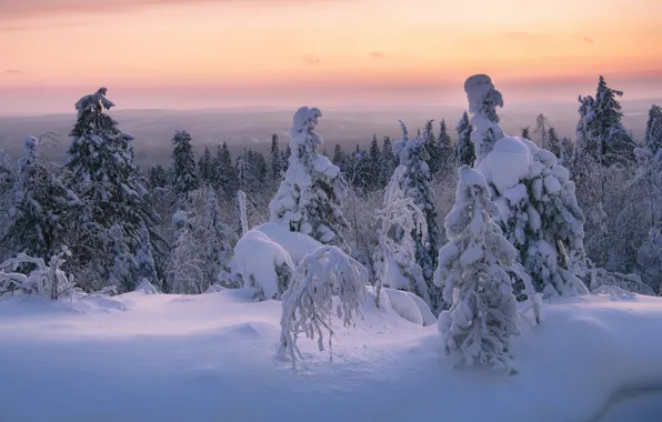 Winter, frost, forest, the sky, snow, trees, sunset, branches