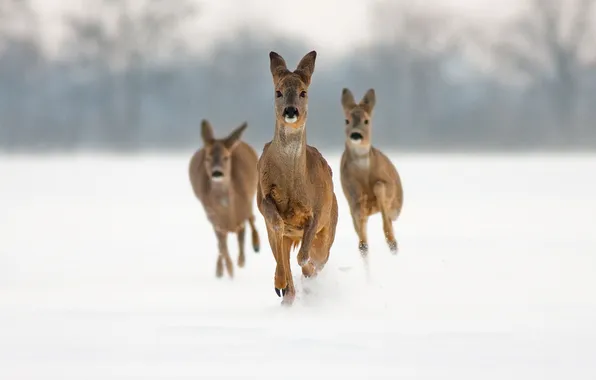 Snow, running, deer, ROE