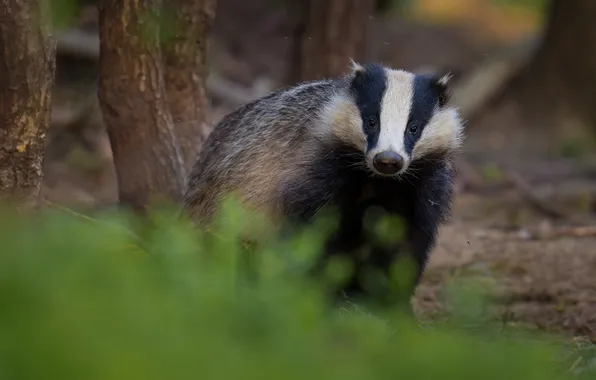 Forest, look, face, bokeh, badger