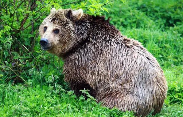 NATURE, GREENS, BEAR, BROWN, GREEN.GRASS