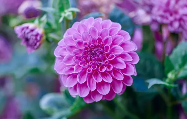 Flower, leaves, macro, background, blur, garden, lilac, Dahlia