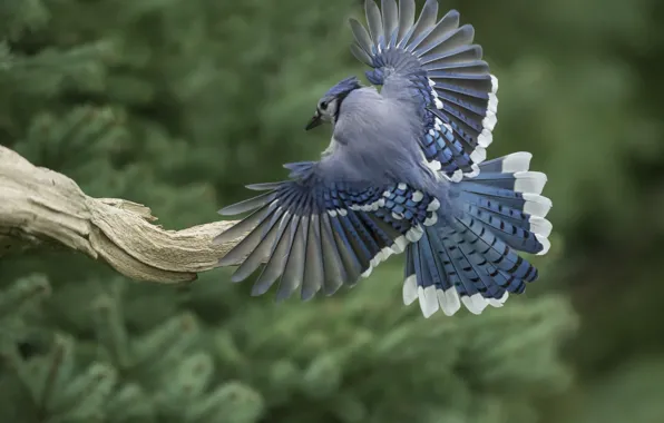 Bird, wings, feathers, tail, snag, Blue Jay