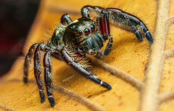 Spider, insect, The jumping spider, Leo Ngo, macro photography of insects