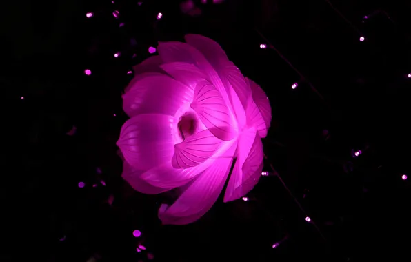 Picture flower, light, abstraction, background, petals