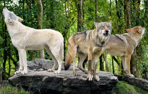 Picture nature, snow, predator, face, animal, wolf, wolves, wildlife