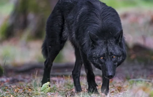 Nature, face, animal, wolf, wildlife, head, fur, mammal
