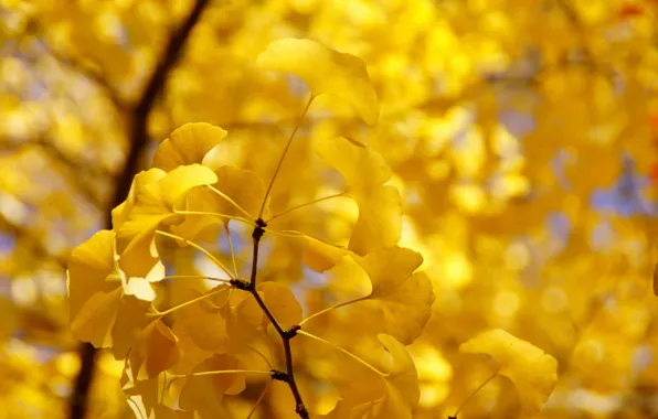 Picture autumn, leaves, tree, branch, yellow