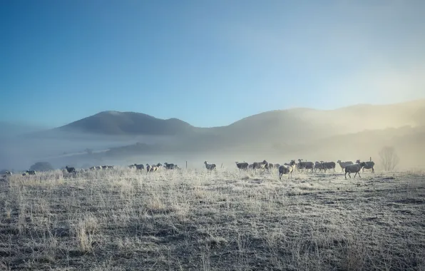 Nature, fog, sheep, morning