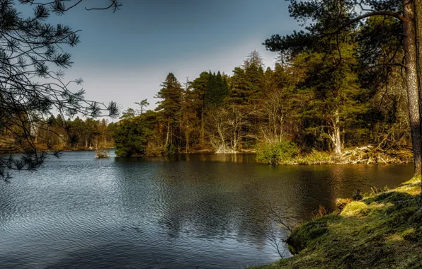 Picture forest, summer, lake