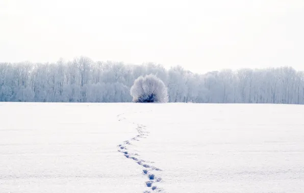 Cold, winter, white, snow, trees, landscape, traces, nature