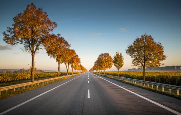 Picture road, trees, asphalt, highway