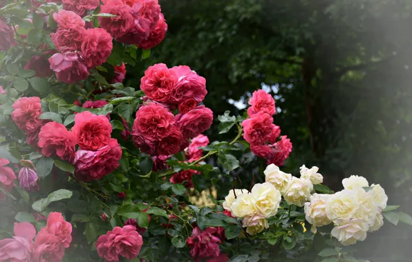 Picture leaves, pink, rose, petals, flowering