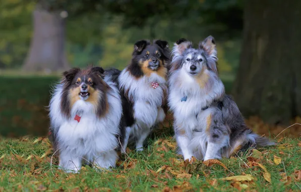 Autumn, dogs, trio, Trinity, sheltie, the Shetland Sheepdog