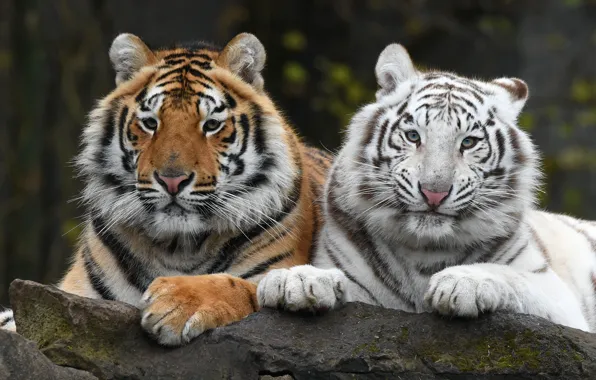 Picture white, look, tiger, the dark background, portrait, pair, tigers, Duo