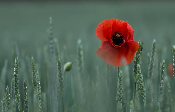 Wheat, flower, red, Mac, ears, cereals