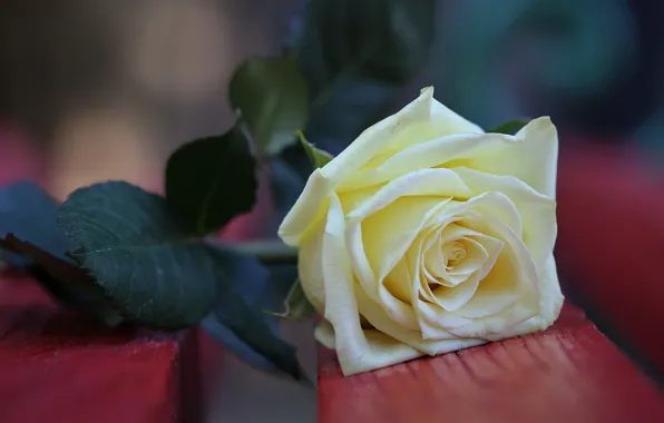 Flower, bench, Board, rose, shop, white, yellow, bokeh