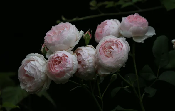Flowers, roses, petals, black background, buds, flowers, petals, roses