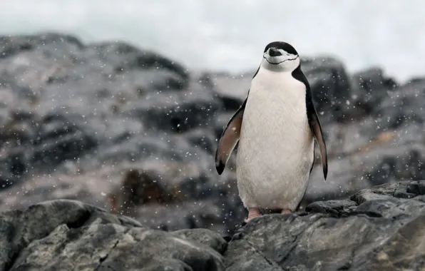 Picture rocks, Antarctica, relaxing, penguin
