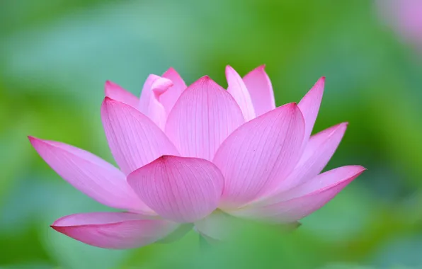 Picture macro, nature, petals, Lotus