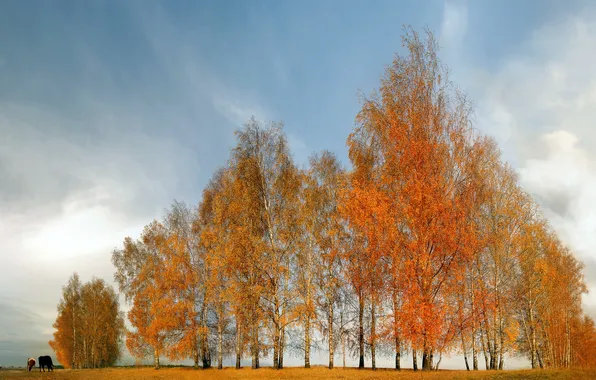 Picture The SKY, FIELD, PLAIN, TREES, BRANCHES, AUTUMN, FOLIAGE, BIRCH