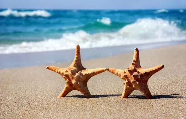 Sand, sea, beach, starfish, summer, beach, sea, sand
