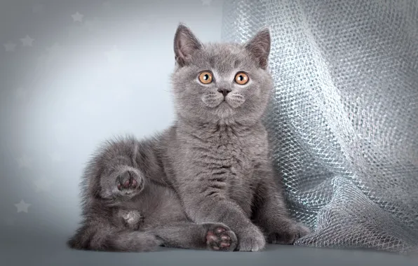 Kitty, grey, cat, legs, fabric, sitting, photoshoot, British