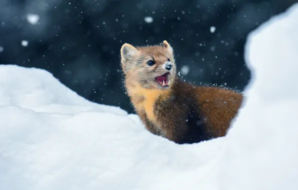 Winter, look, snow, the dark background, portrait, muzzle, mouth, the snow