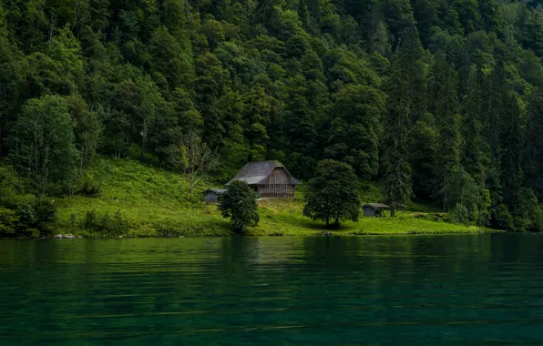 Forest, shore, ate, house, pond
