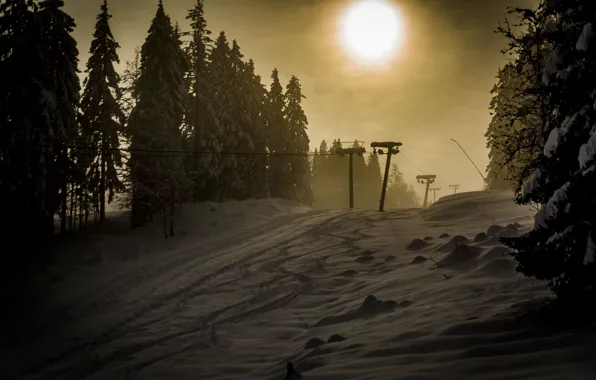 Picture winter, forest, night