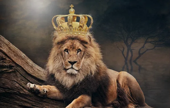 Picture Leo, crown, art, king, animal world