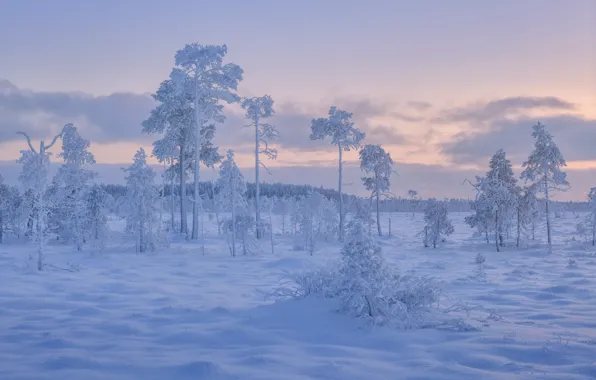 Winter, snow, trees, Russia, frost, Karelia, The Kola Peninsula, Maxim Evdokimov