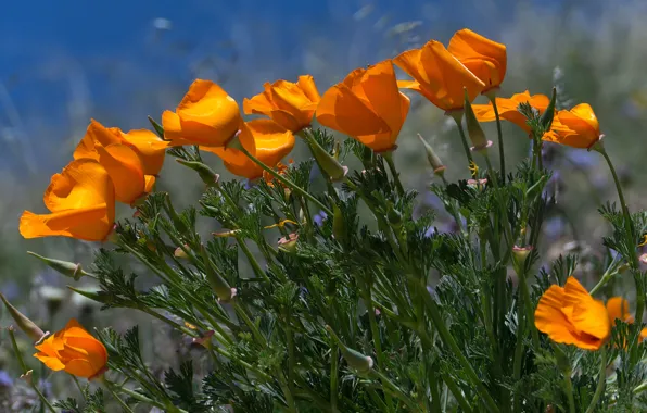 Picture Field, Spring, The wind, Spring, Field, Wind, Breeze, Orange flowers