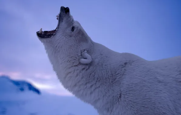 Picture ice, cold, Polar Bear, antarctica, blue & white