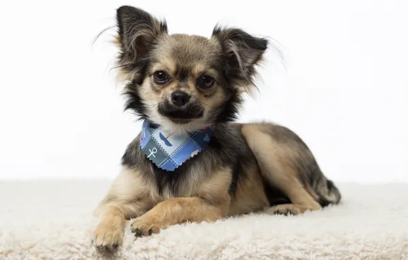 Chihuahua, breed, baby