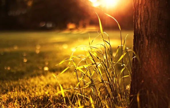 Grass, light, nature